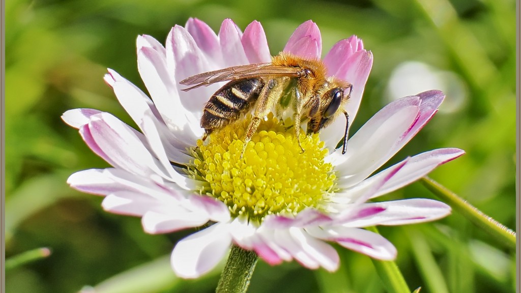 Biene auf Gänseblümchen