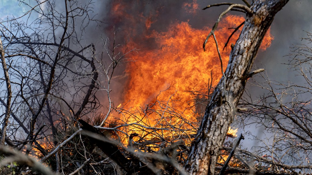 Flammen schlagen in einem Waldstück in die Höhe