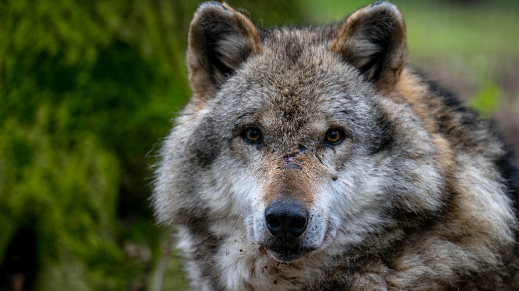 Foto: Ein europäischer Grauwolf blickt neugierig in die Kamera